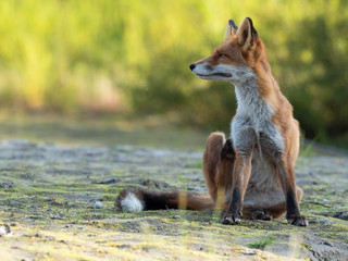 fox
