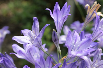 "Ithuriel's Spear" flowers (or Common Triteleia, Grassnut, Triplet Lily) in St. Gallen, Switzerland. Its Latin name is Triteleia Laxa (Syn Brodiaea Laxa), native to California.