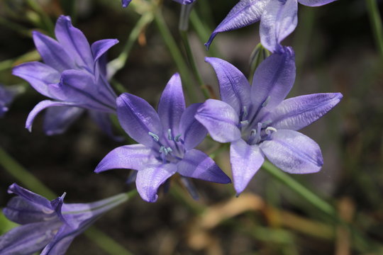 "Ithuriel's Spear" flowers (or Common Triteleia, Grassnut, Triplet Lily) in St. Gallen, Switzerland. Its Latin name is Triteleia Laxa (Syn Brodiaea Laxa), native to California.