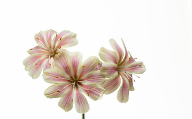 Fototapeta na wymiar fiori bianchi e rosa di lewisia