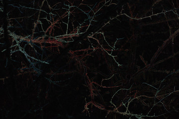  beautiful branches of a winter tree in glowing pastel colors at night