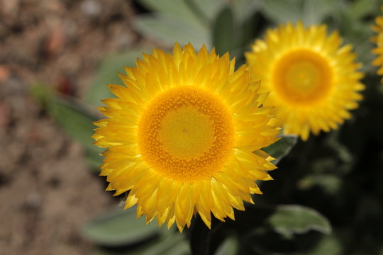 "Yellow Everlasting" flower (or Leabane, Yellow Daisy, Golden Strawflower) in St. Gallen, Switzerland. Its Latin name is Helichrysum Aureum (Syn Gnaphalium Aureum), native to Angola and South Africa.