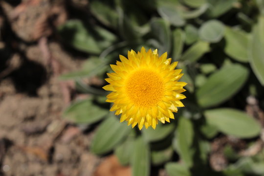 "Yellow Everlasting" flower (or Leabane, Yellow Daisy, Golden Strawflower) in St. Gallen, Switzerland. Its Latin name is Helichrysum Aureum (Syn Gnaphalium Aureum), native to Angola and South Africa.