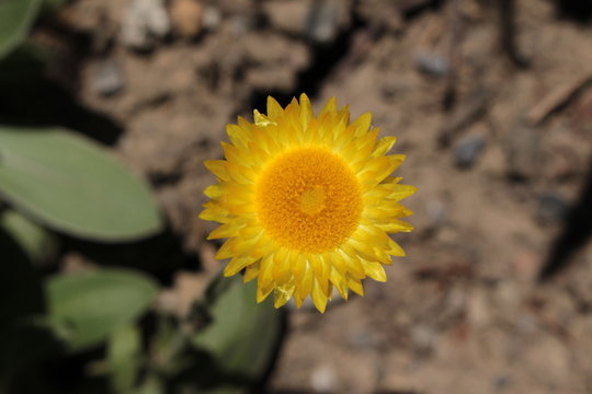 "Yellow Everlasting" flower (or Leabane, Yellow Daisy, Golden Strawflower) in St. Gallen, Switzerland. Its Latin name is Helichrysum Aureum (Syn Gnaphalium Aureum), native to Angola and South Africa.