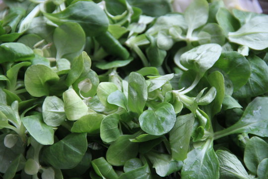 Salade de m&acirc;che fra&icirc;che