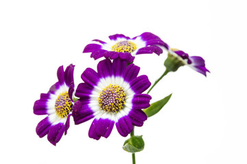 fiori di cineraria in primo piano su sfondo bianco
