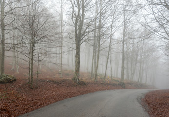 Alberi e nebbia sul monte Amiata