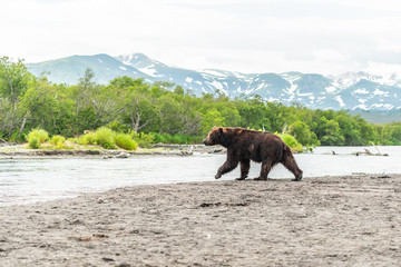 Ruling the landscape, brown bears of Kamchatka (Ursus arctos beringianus)
