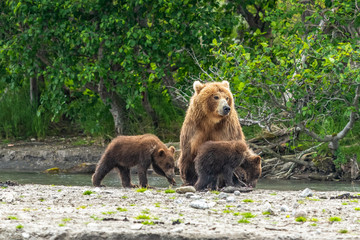 Ruling the landscape, brown bears of Kamchatka (Ursus arctos beringianus)