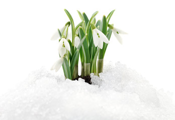 Snowdrops and Snow.