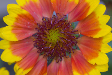 Close up of a Coreopsis flower, Florida USA