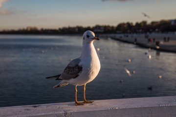Seagull on the bridge