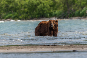 Obraz premium Ruling the landscape, brown bears of Kamchatka (Ursus arctos beringianus)