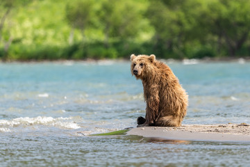 Obraz premium Ruling the landscape, brown bears of Kamchatka (Ursus arctos beringianus)