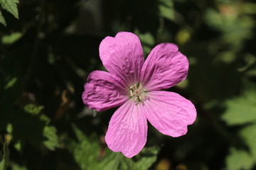 Pink "Endres's Cranesbill" flower (or French Crane's-bill) in St. Gallen, Switzerland. Its Latin name is Geranium Endressii, native to Western Pyrenees in Spain and France.