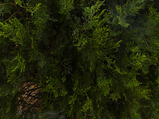 Primer plano de ramas de pino verde