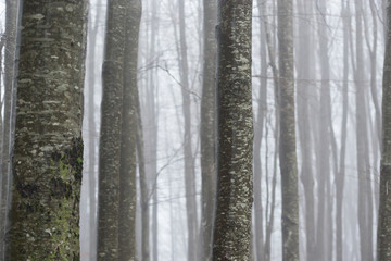 Alberi e nebbia sul monte Amiata