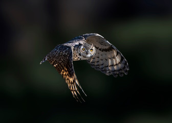 Great Horned Owl (Bubo virginianus) Night Prowler
