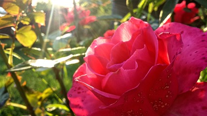 red rose in garden