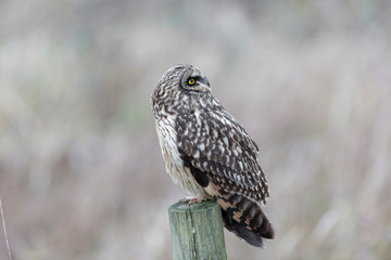 Short eared owl
