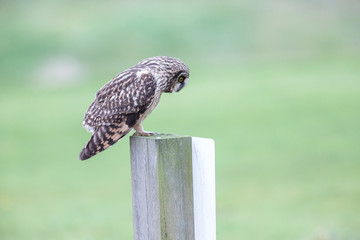 Short eared owl