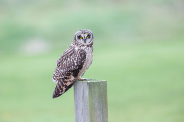 Short eared owl