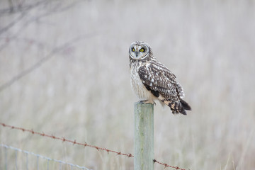 Short eared owl