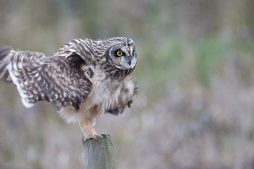Short eared owl