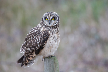 Short eared owl
