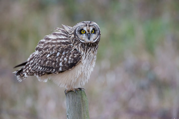 Short eared owl