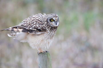 Short eared owl