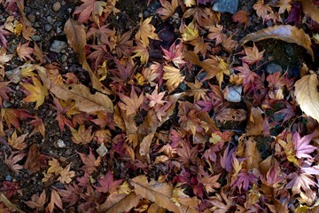 Fallen leaves