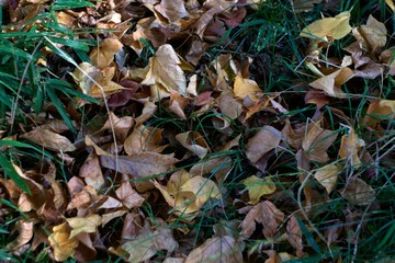 Fallen leaves