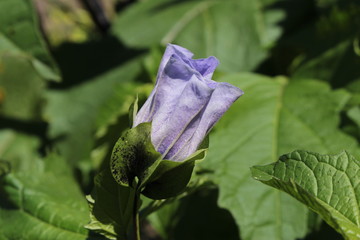 "Apple of Peru" flower (or Shoo-fly, Peruvian Bluebell, Apple of Sodom, Giftbeere) in St. Gallen, Switzerland. Latin name is Nicandra Physalodes (Syn Atropa Physalodes), native to Peru.