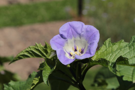 "Apple of Peru" flower (or Shoo-fly, Peruvian Bluebell, Apple of Sodom, Giftbeere) in St. Gallen, Switzerland. Latin name is Nicandra Physalodes (Syn Atropa Physalodes), native to Peru.