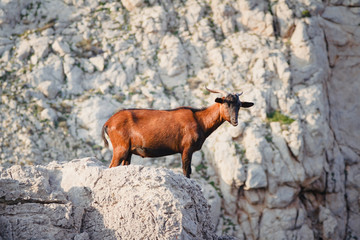 Mountain goat at Cap de Formentor on the island of Mallorca