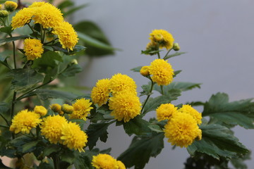yellow flowers in garden