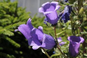 Blue "Pyrenean Bellflower" (or Showy Bellflower, Showy Harebell) in St. Gallen, Switzerland. Latin name is Campanula Speciosa, native to central and eastern Pyrenees in Europe.