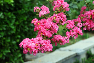 Blooming pink flowers.Springtime in the park.Background for design.Summer of spring time.Fresh and bright greenery.