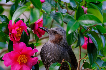 bulbul in forest