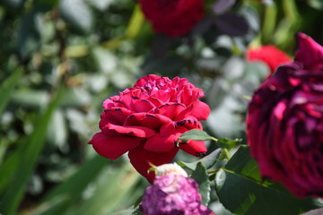 Róża (2)