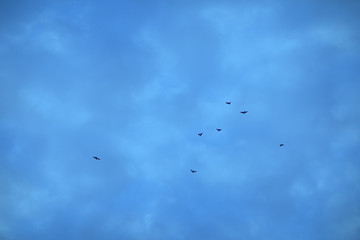 flying birds on a background of blue sky, classic blue, trend background.