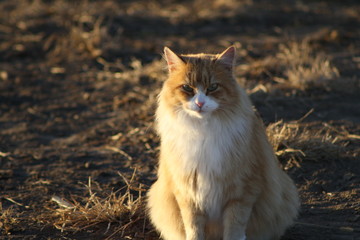 Obraz premium Yellow Cat