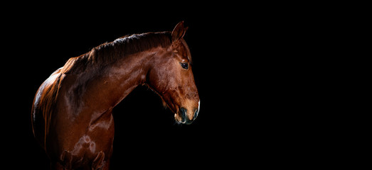 Fototapeta na wymiar horse portrait on black background