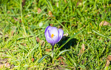 Single Crocus in Grass 