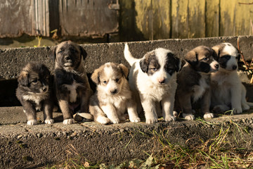 Naklejka na ściany i meble Cute Australian shepherd puppies in countryside in Romania