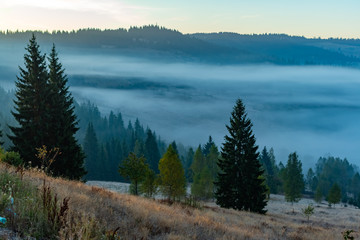 Beautiful foggy sunrise in mountains, countryside scenery with tall spruce trees on the meadow, Romania