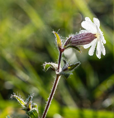 fiori di silene latifolia pianta infestante