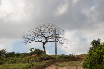 Tree and cross