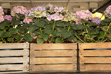 Hortensias en cajas de madera.
